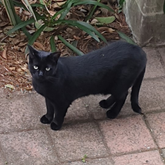 Poncho DSH lost 8 April
